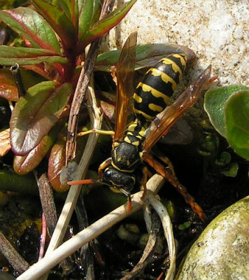 Polistes_dominulus_-_Gallische_Feldwespe_13.jpg