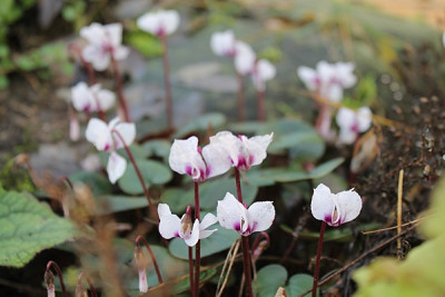 cyclamen c. weiß dunkles blatt 14-1.16.JPG