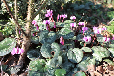 cyclamen rosa sämling frühlingsgoldbeet 14.1.16.JPG