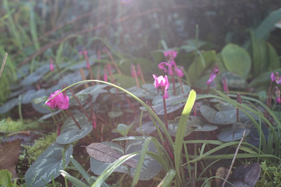 cyclamen c. sämlinge alte haustür jan 16.JPG