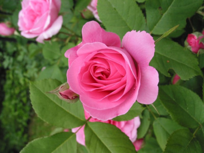 ROSE_FR_0109_I.jpg