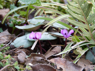 2016-01-29 Cyclamen coum.jpg