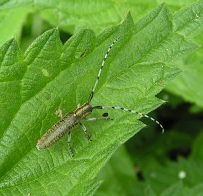 Agapanthia_villosoviridescens_-_Distelbock_01.jpg