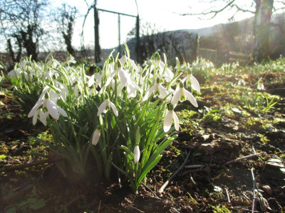 Galanthus nivalis 20160206_01.jpg