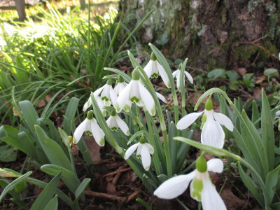 Galanthus nivalis 20160206 grüne Spitzen.jpg