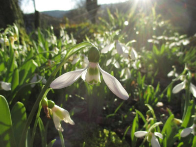 Galanthus elwesii 20160206_02.jpg