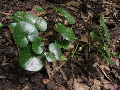 asarum.img.JPG