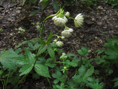 astrantia.img.JPG