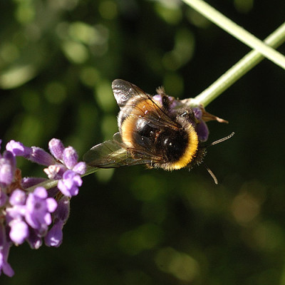 _hummel_5724.jpg