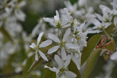 Kupferfelsenbirne_Blüten.JPG