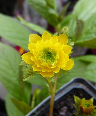 2016-04-15 Adonis amurensis 'Flore Pleno'.jpg