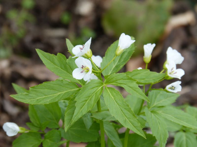 2016-04-15 Cardamine waldsteinii 2.jpg