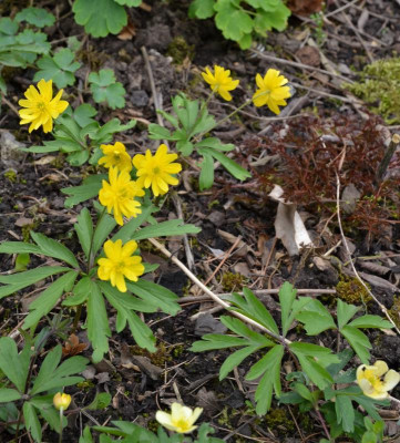 anemone_ranunculoides-pleniflora.16-1.jpg