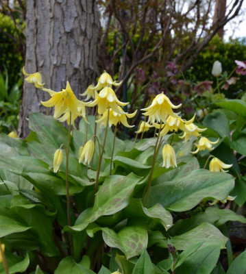 Erythronium-Pagoda.16-1.jpg