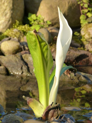 2016-04-21 Lysichiton camtschatcensis.jpg