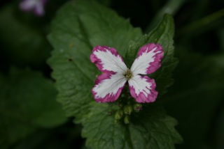 Lunaria annua Schmetterling.jpg