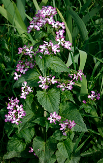 Lunaria annua Pflanze.png