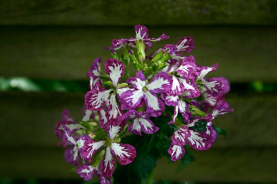 Lunaria2015.jpg