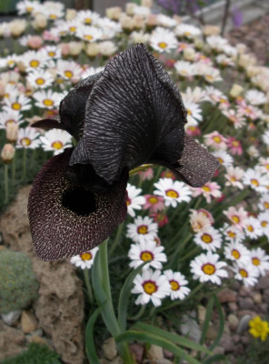 Iris lycotis 23.04.16.JPG