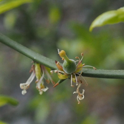 poncirus_trifoliata_frucht.jpg