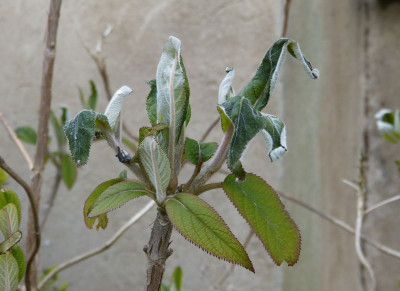 2016-04-29 Frost Hydrangea.jpg