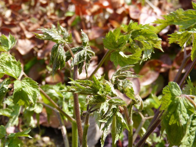 2016-04-29 Frost Actaea dahurica.jpg