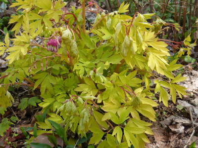 2016-04-29 Frost Dicentra.jpg