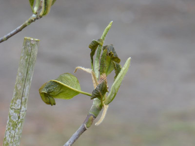 2016-04-29 Frost Magnolia 'Westonbirt'.jpg