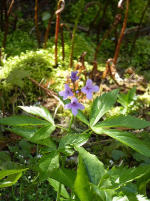 Cardamine_glanduligera_.jpg