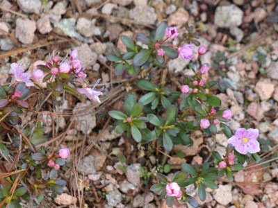 Kalmiopsis fragrans 07.05.16 (Glösa).png