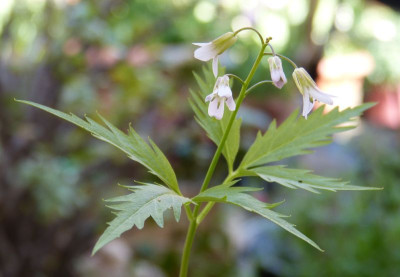 2016-05-07 Cardamine aff. diphylla.jpg