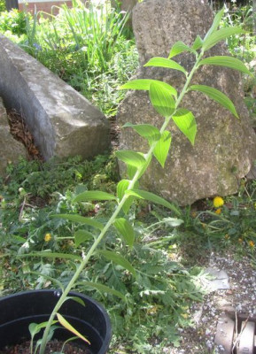 Lilium gloriosoides-oder0.jpg