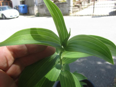 Lilium gloriosoides-oder1.jpg