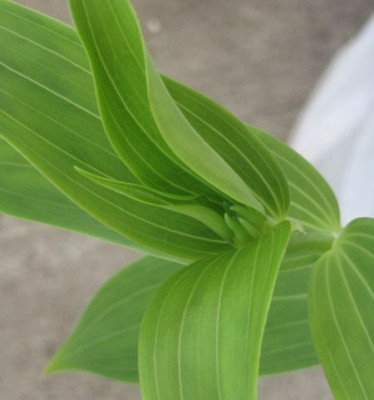 lilium gloriosoides-oder2.jpg