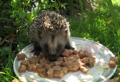 Tiere_Igel5.jpg