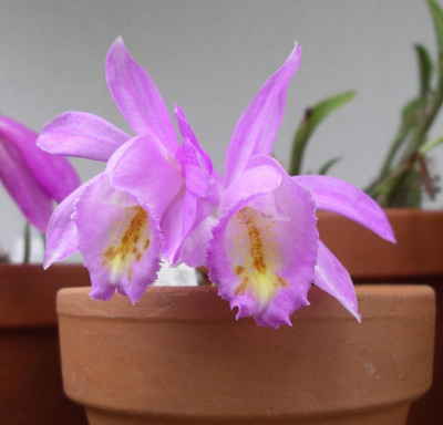 Pleione Kima 13.05.16.JPG