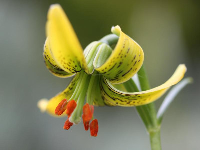 Lilium pyrenaicum 14.05.16.png