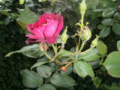 Rosenidentifikation 001.JPG