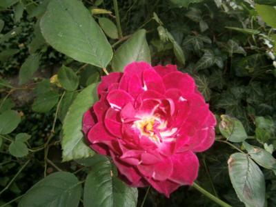 Rosenidentifikation 005.JPG