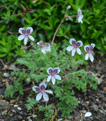 Erodium_trichomanifolium.16-1.jpg