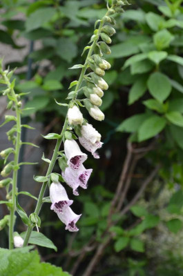 Digitalis-PamsChoice.16-1.jpg