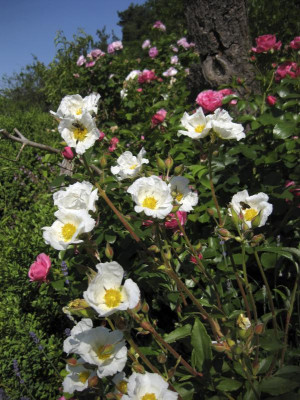 IMG_9239 Cistus laurifolius.jpg