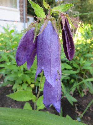 Campanula 'Sarastro'_3622.jpg