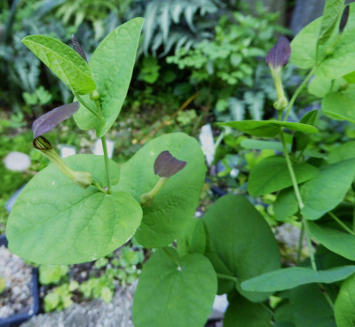 Aristolochia rotunda  ...  9.6.16 014.jpg