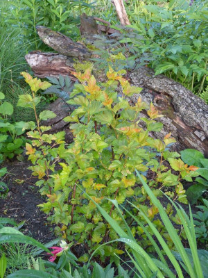 2016-06-02 Physocarpus 'Amber Jubilee' 2.jpg