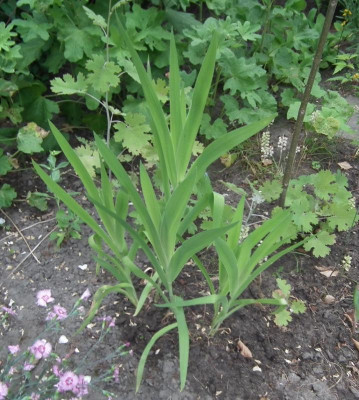 Iris domestica 2016.jpg