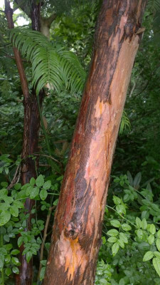 WP_20160713_037 Cephalotaxus harringtonia.jpg