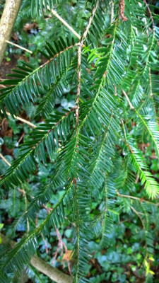 WP_20160713_099 Torreya taxifolia.jpg