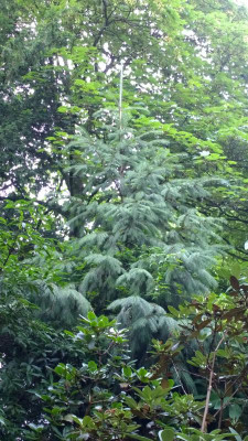 WP_20160713_002 Picea smithiana.jpg