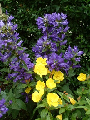 Campanula_glomerata_mit_Nachtkerze.jpg